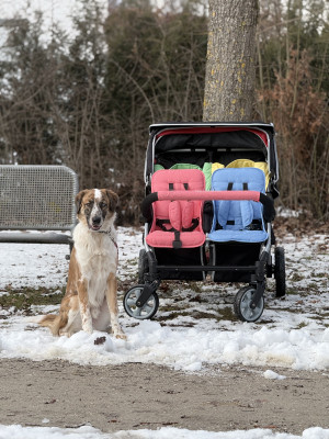Kinderwagen und Tagespflege-Hund